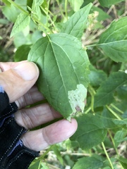 Calycomyza eupatoriphaga