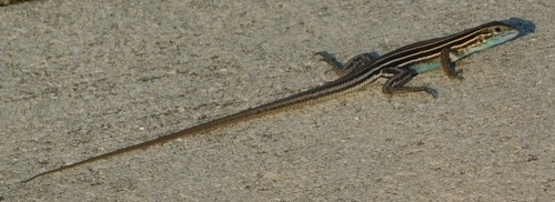 Six-lined Racerunner, Aspidoscelis sexlineatus