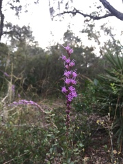 Liatris