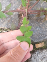 Sonchus oleraceus