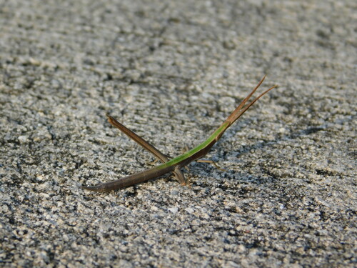 Long-headed Toothpick Grasshopper photo 5