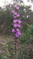 Liatris