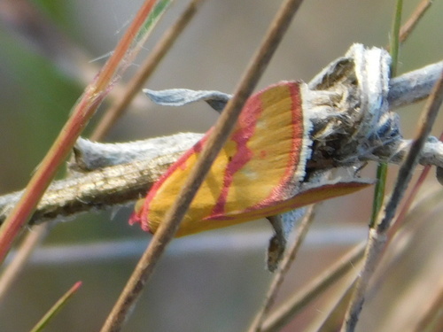 Ernestine's Moth photo 2