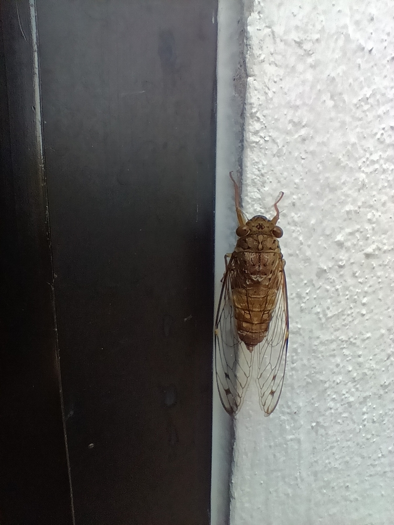 Purana khaosokensis