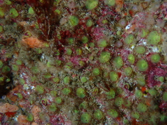 Corynactis viridis