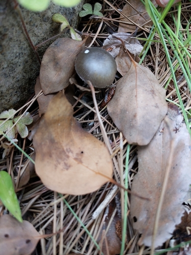 Strobilurus stephanocystis