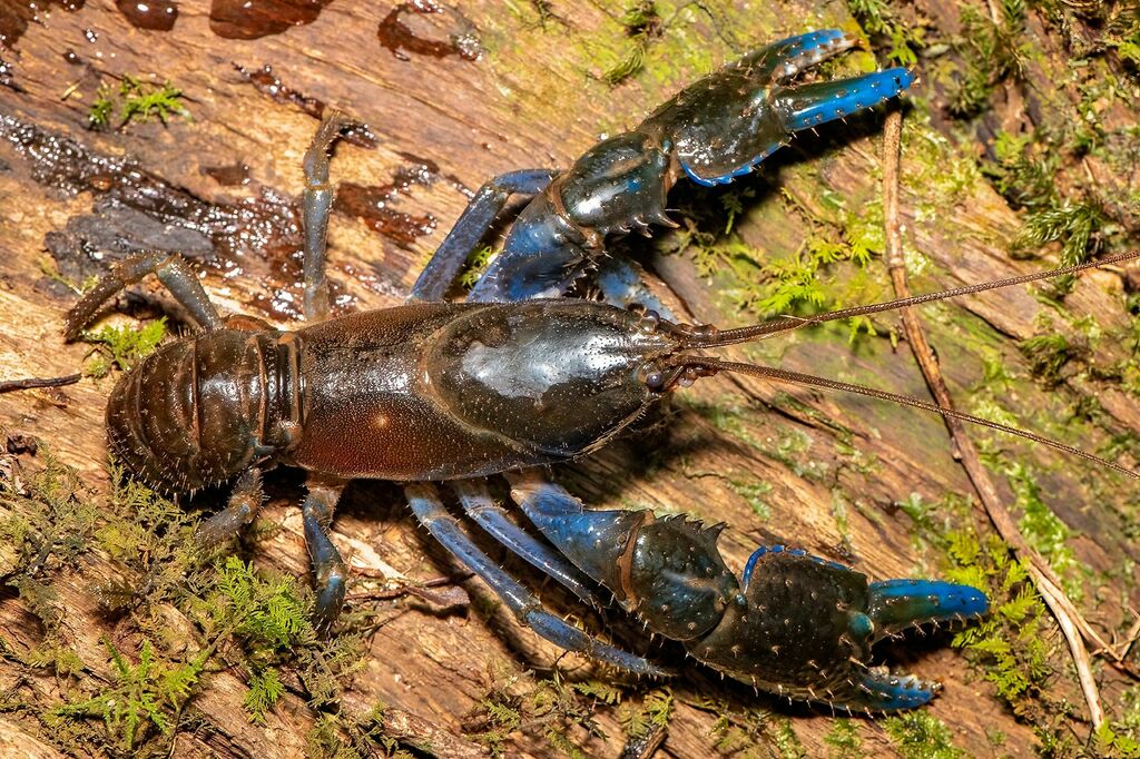 Euastacus maidae
