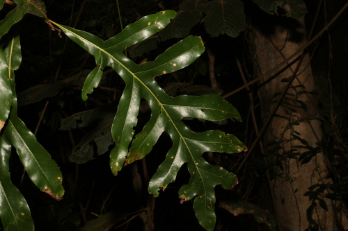Stenocarpus sinuatus