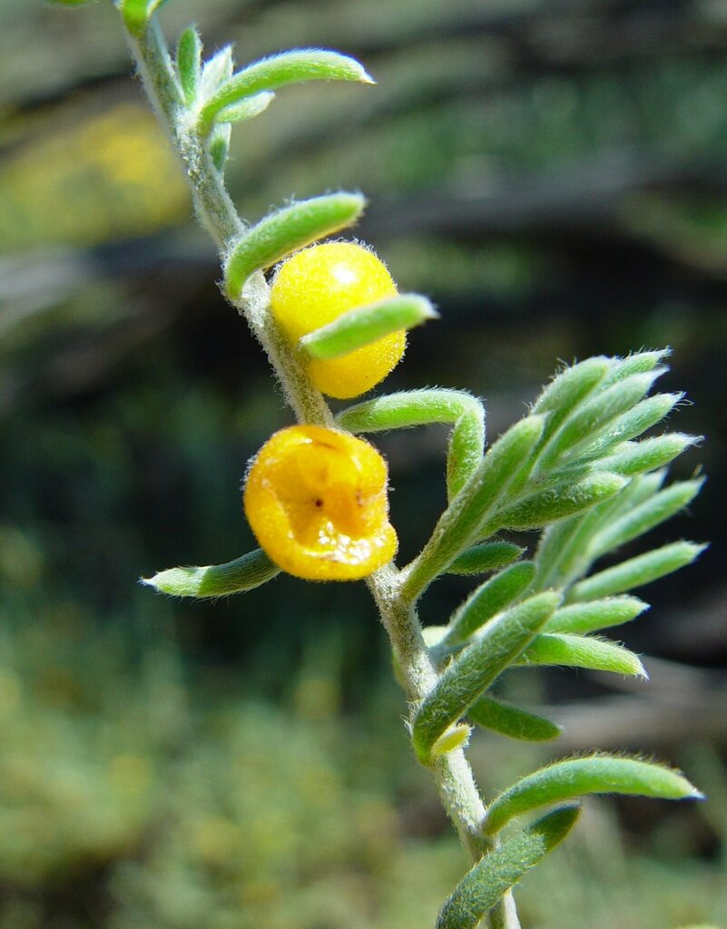 Enchylaena lanata
