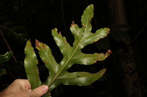 Stenocarpus sinuatus