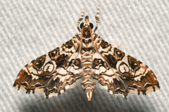 Sisyracera inabsconsalis