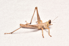 Teicophrys fusiformis