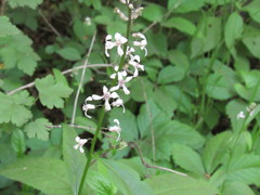 Iodanthus pinnatifidus