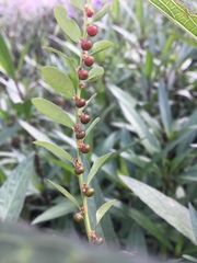 Phyllanthus evanescens