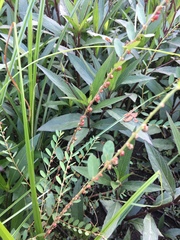 Phyllanthus evanescens