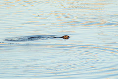 Lontra canadensis