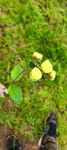 Calceolaria hispida
