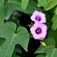 Ipomoea triloba