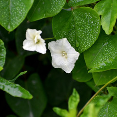 Distimake quinquefolius