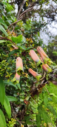 Bomarea angulata