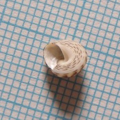 Coelotrochus chathamensis