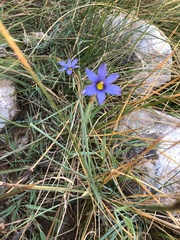 Sisyrinchium halophilum
