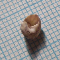 Coelotrochus chathamensis