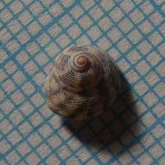 Coelotrochus chathamensis