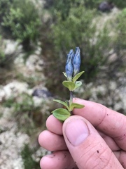 Gentiana glauca