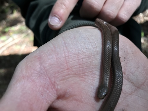 Contia longicauda