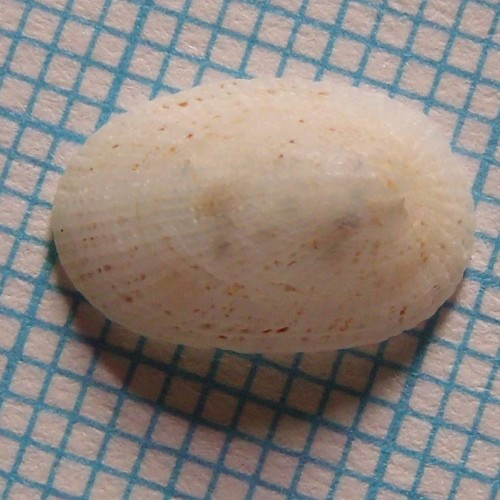 Tugali suteri