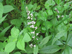 Iodanthus pinnatifidus