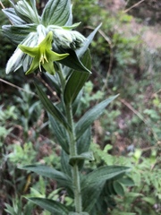 Lithospermum macromeria