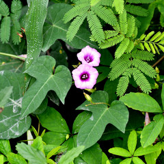 Ipomoea triloba
