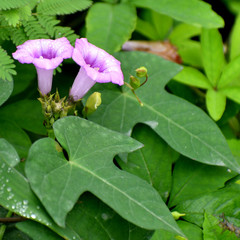 Ipomoea triloba