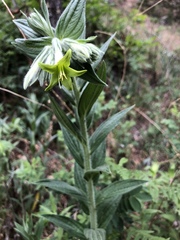 Lithospermum macromeria