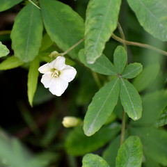 Distimake quinquefolius