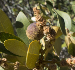 Dryocosmus castanopsidis