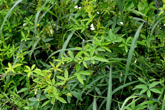 Distimake quinquefolius