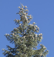 Abies magnifica