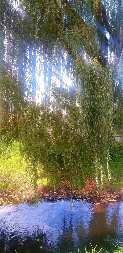 weeping willow