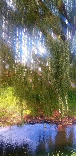Another photo of Willow