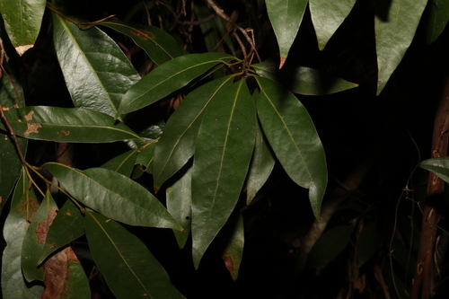 Image of Cryptocarya glaucescens by (c) Greg Tasney, some rights reserved (CC BY-SA)