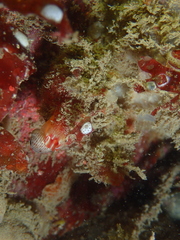 Pyura microcosmus