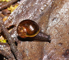 Victaphanta compacta