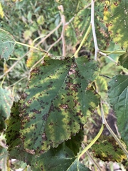 Cercospora moricola