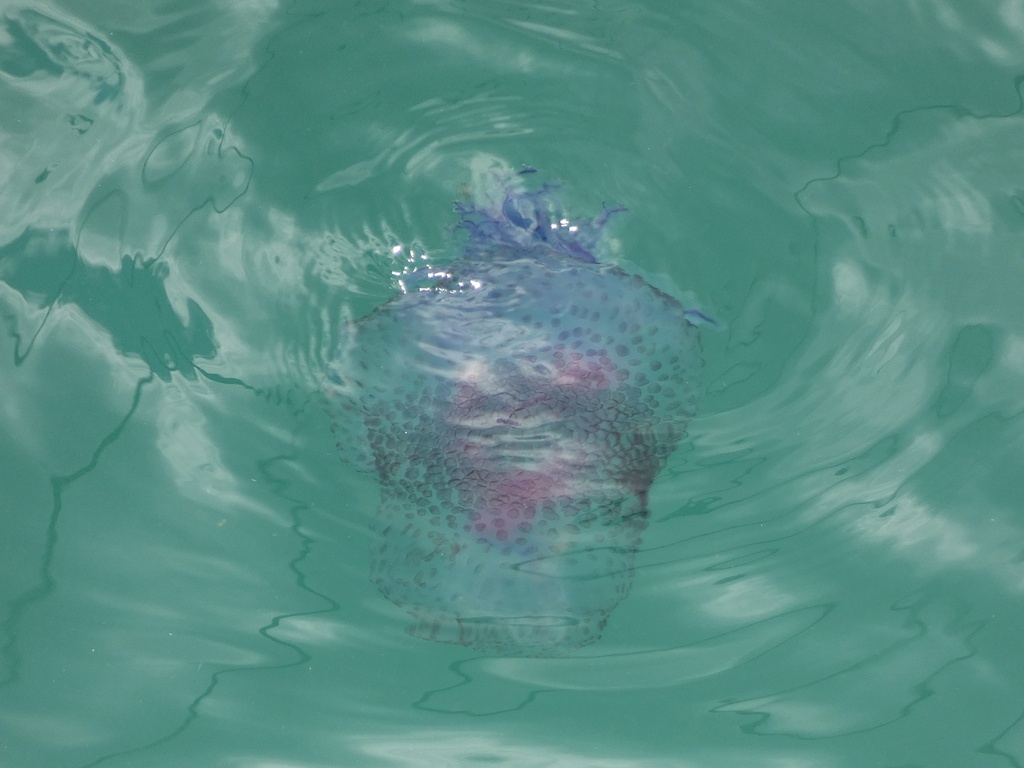 Jellyfish