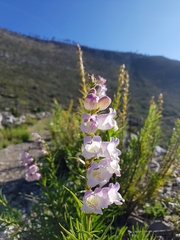 Penstemon leonensis