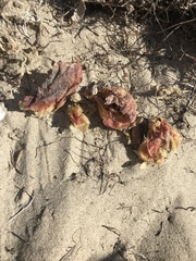 Chondracanthus