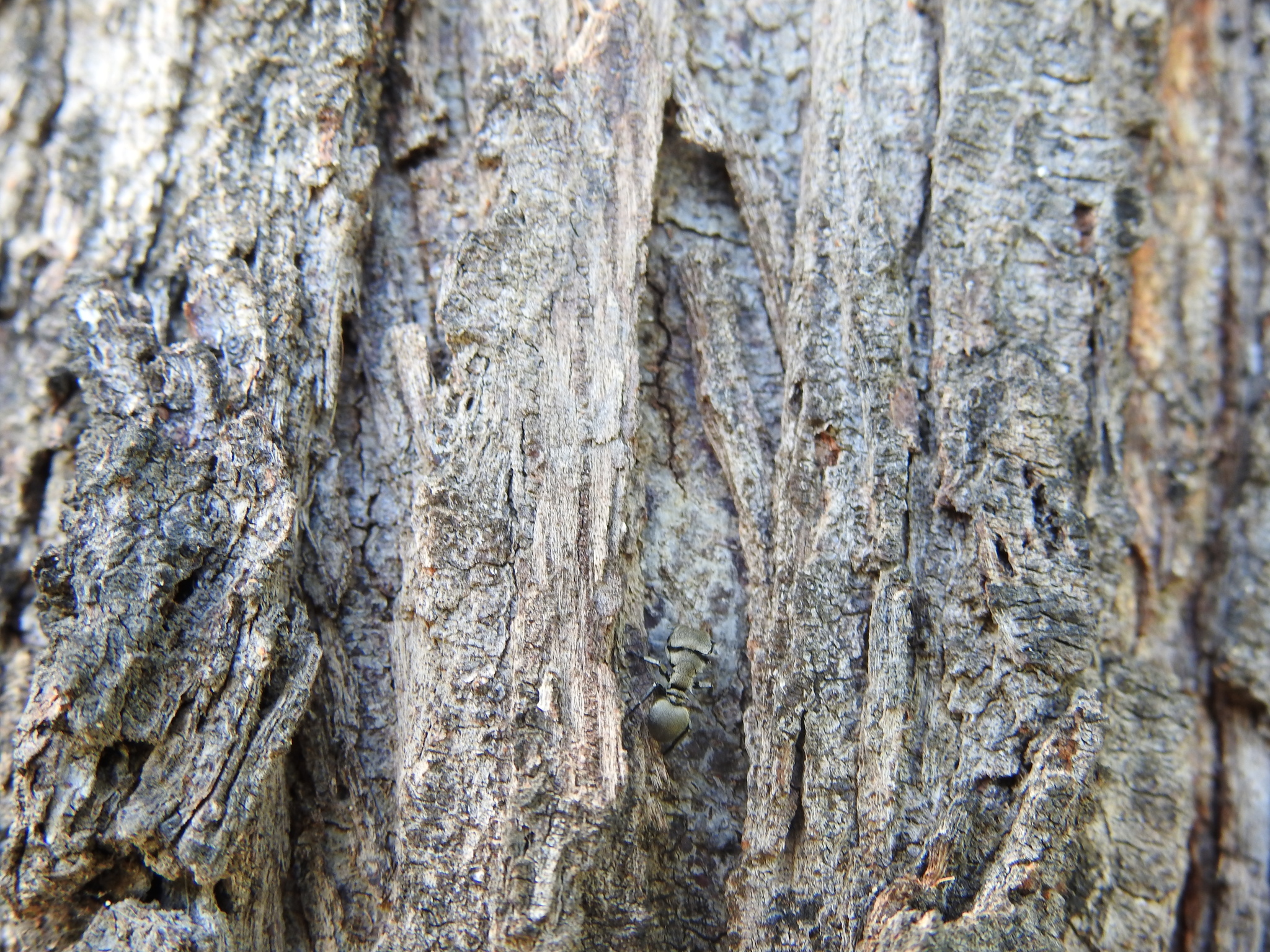 Cephalotes inca